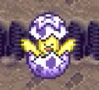 Pintinho saindo do ovo